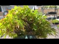【YMJ】葉透かし？芽摘み？剪定？ #盆栽 #bonsai