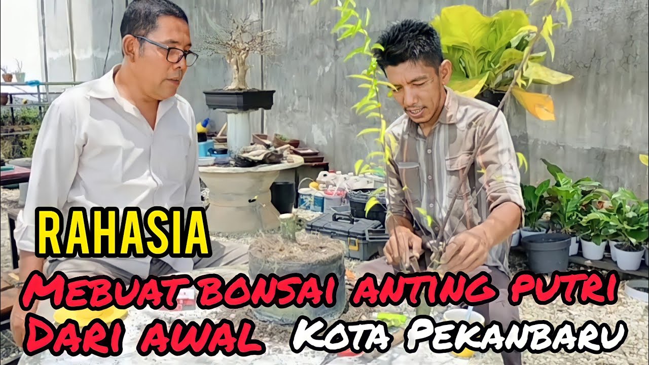 RAHASIA MEMBUAT BONSAI ANTING PUTRI . PEKANBARU