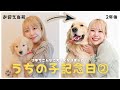 アラサー独身女とゴールデンレトリバーのふたり暮らし、2年が経ちました。