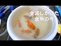全滅しかけた 金魚の今