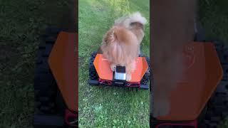 Nora, the Queen of the House, Masters the Robot Mower! Pomeranian Adventure #pomeranian #dogshorts