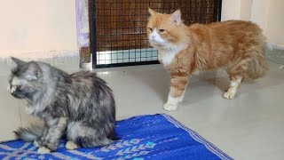 Persian kittens in Hyderabad warisguda | Himalayan cats in secunderabad