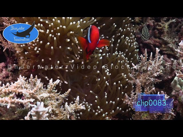 0083_Tomato anemone fish. HD Underwater Royalty Free Stock Footage.