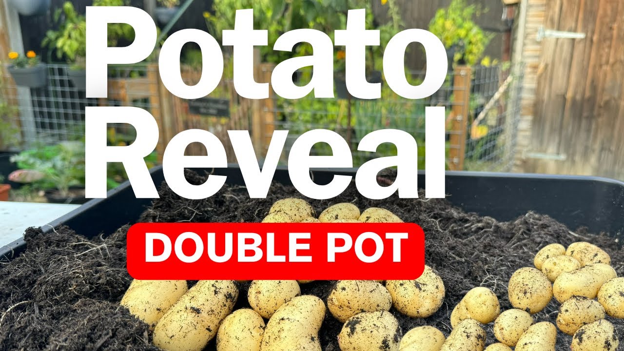 Watch International Kidney AKA Jersey Royal: Potato Reveal No.8 on YouTube