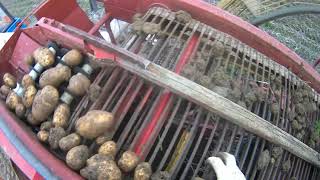 Sklizeň brambor 2020, zetor 6718, Hassia Epple