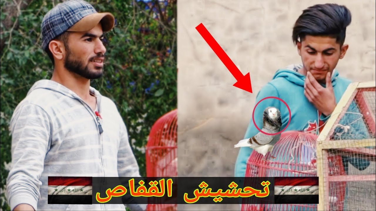 تحشيش المطيرجي 🦅/ولقفاص قفصت على جبار المطيرجي بسوك الغزل #حيدرالنسر