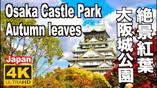 大阪城公園の紅葉 2022 Autumn leaves in Osaka Castle Park 大阪観光 大阪旅行 紅葉の名所 日本の紅葉 城と紅葉