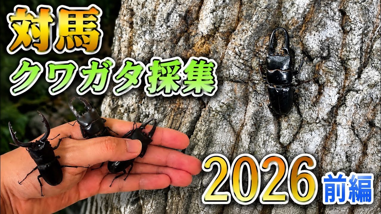 巨大クワガタの島でツシマヒラタを探せ！対馬クワガタ採集遠征2026前編