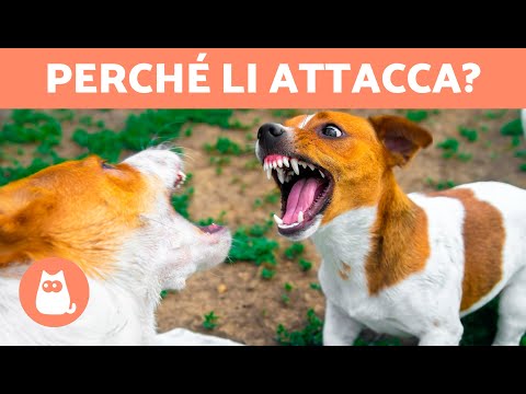 Video: 7 motivi per cui i cani agiscono in modo aggressivo verso altri cani