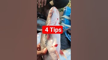 How to Identify Fresh Fish | 4 Tips ❌ #FreshFish #fishreport #fishtraps #nativefish #riverfish