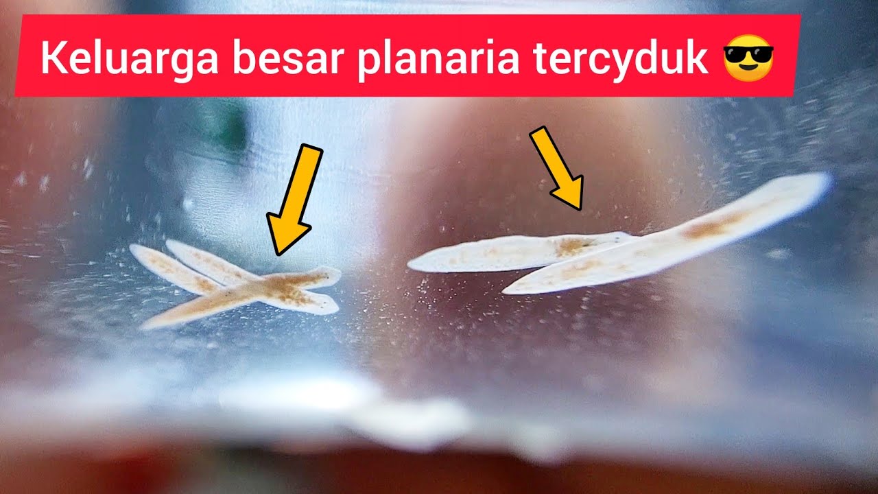 planaria és bika bika