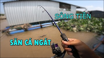 CÂU CÁ MIỀN TÂY | ĐI SĂN CÁ NGÁT VÀ CÁ DỨA SÔNG TIỀN