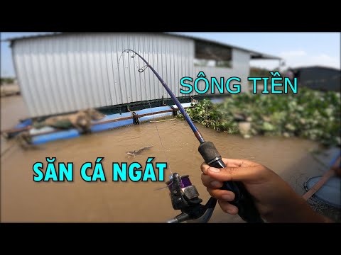 CÂU CÁ MIỀN