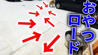 レトリバーまるをおやつで誘導してみたら？