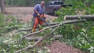 HOLZFFORMA G444 vs G466 into some hard hickory trees.