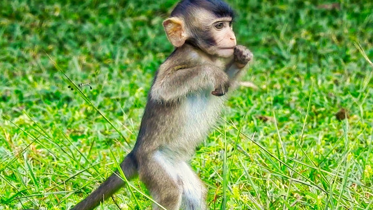 Very Cute Baby Monkey  Standing  Monkeys  in Angkor Wat Area 