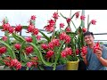 What Secret Helps Rooftop Dragon Fruit And Celery Gardens Achieve Super High Yields?