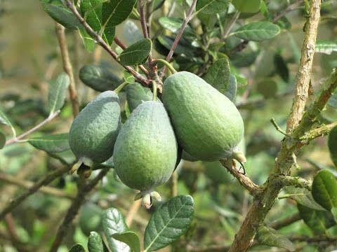 Video: Feijoa Misteriosa Y Siempre Verde