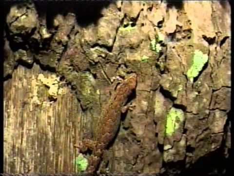 Video: Kā jūs pielāgojaties dažādībai?