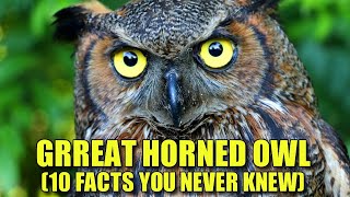 Great Horned Owl 🦉 (10 FACTS You NEVER KNEW)