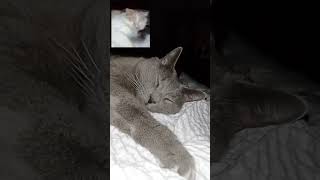 cat sleeping in weird places cat sleeping position on me #shorts #short #youtubeshorts #ytshort #cat