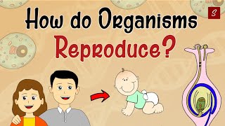 How Do Organism Reproduce Class 10 Full Chapter (Animation) | Class 10 Science Chapter 8 | CBSE