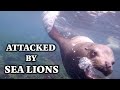 Sea Lion Attack