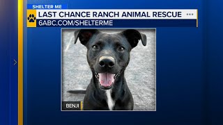 Shelter Me: Meet Benji during a special visit Last Chance Ranch