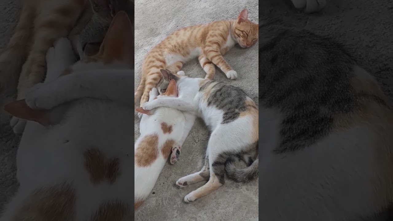 Cute Cats Sleeping! 