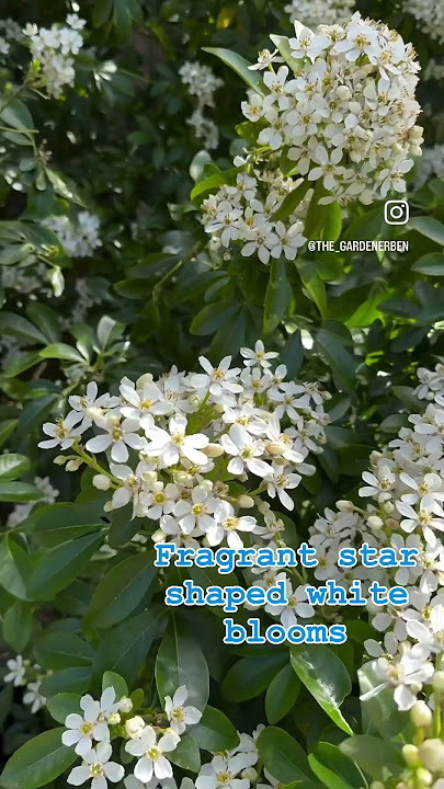 Choisya ternata often called Mexican orange blossom in full flower #gardenerben #gardengram #grow