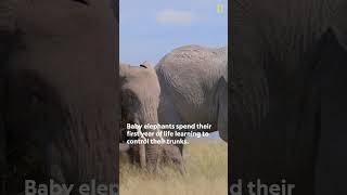 Baby elephants all day every day #babyanimals #shorts