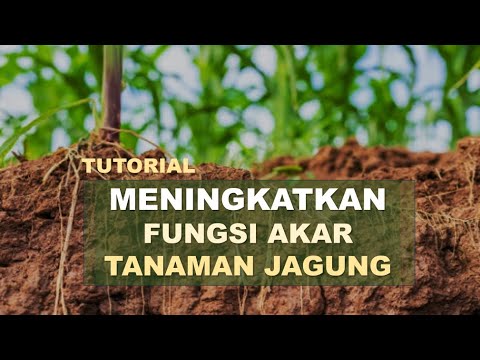 Video: Apakah jagung memiliki akar?