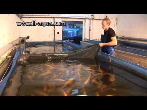 Til-Aqua Natural Male Tilapia Hatchery