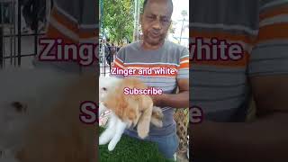 Persian Cats white and zinger colour#ytshorts #ytshorts#trending# viralvideo