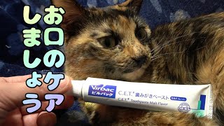 猫の口内ケア　歯磨きペースを試していただいたら意外と気に入ってくれた様子　【猫の日常】