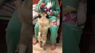 ￼￼4 Months Puppy Pug Is So Fat ! 😂 #shorts