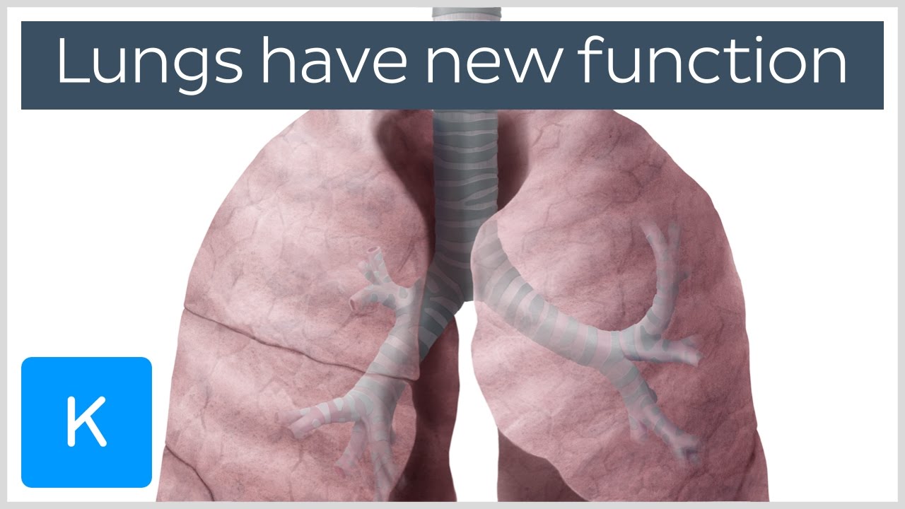 lungs have a new function human anatomy kenhub youtube