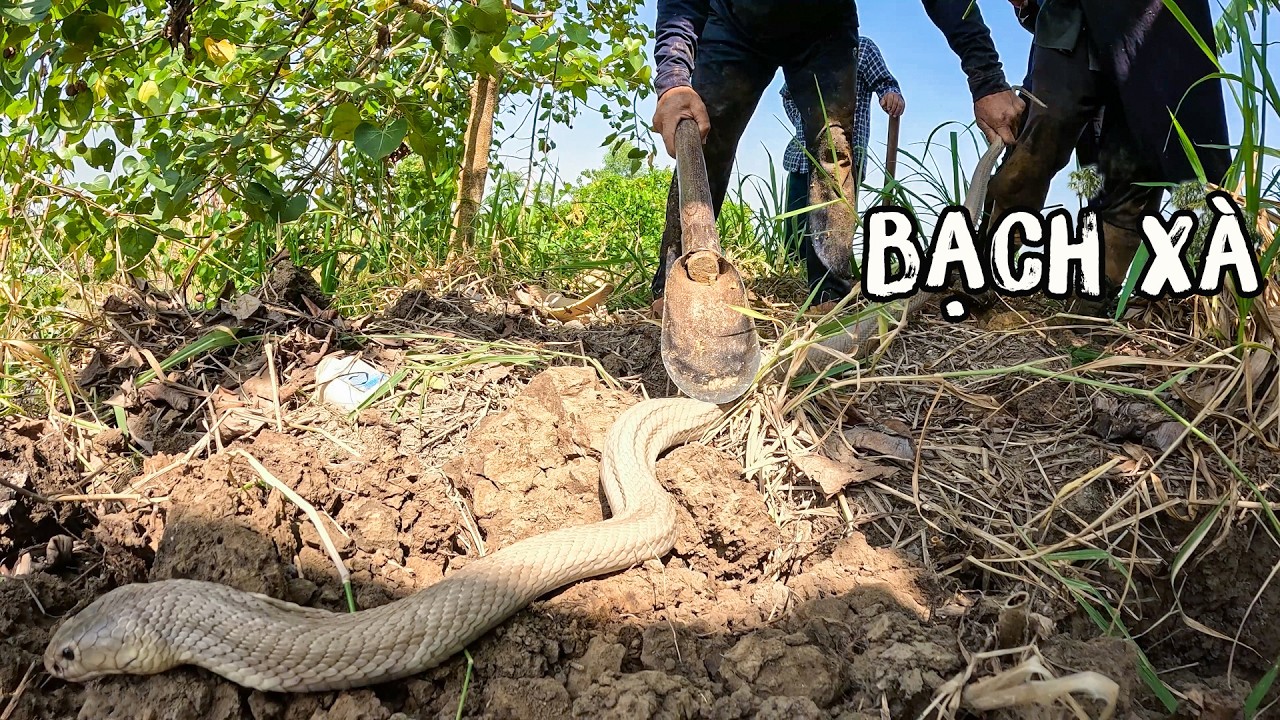 Đi Bắt Con Bạch Xà Bên Kia Sông | TGSB 