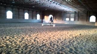 Mucho Macho Gray Thoroughbred Gelding For Sale