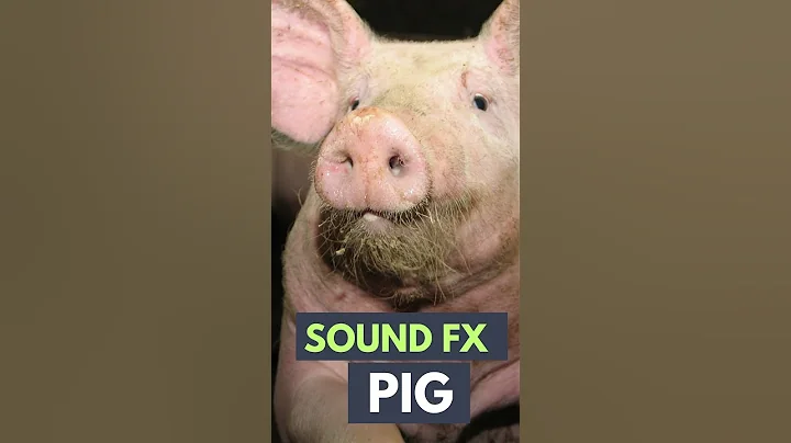 pig sound