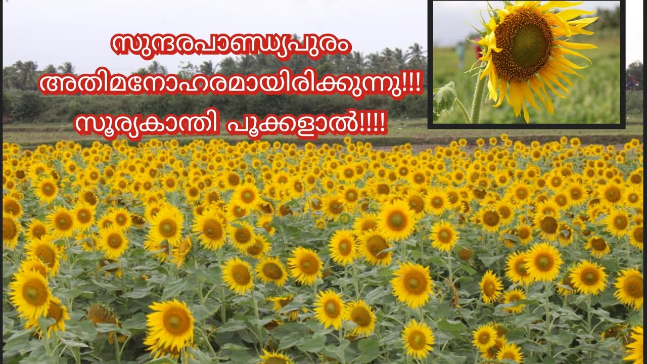 Sunflowers Sundarapandyapuram,Thenkasi/ സുന്ദരപാണ്ടിയപുരത്തെ