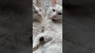 Котики  альбиносы 13.04.24г