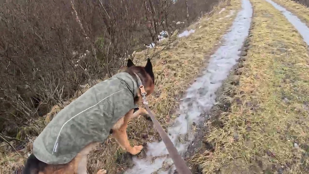 German shepherd on walk. Eros på tur.04.03.2026. Another one of you tubes most boring video.