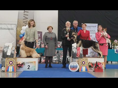30.03.2024, СПб. Клуб БКС-1. Выставка собак всех пород "СЕВЕРНАЯ СТОЛИЦА"