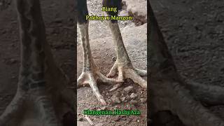 #ternakayam #ayampakhoy #ayammangon #ayamplucker #breeding #minifarm #indukayam