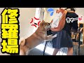 娘が柴犬リュックを背負ったら修羅場になりましたT^T