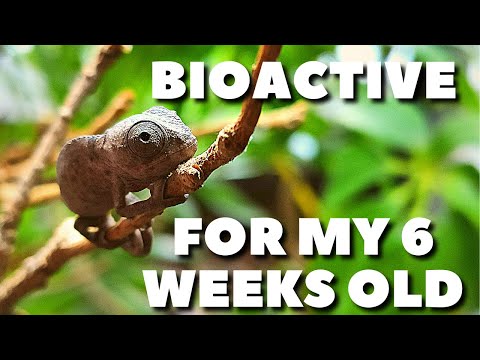 BUILDING A BIOACTIVE ENCLOSURE FOR MY BABY CHAMELEON!
