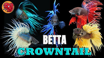 🐠 Betta Crowntails 🐠 Ngắm nhìn vẻ đẹp của những chú cá Betta Đuôi Tưa
