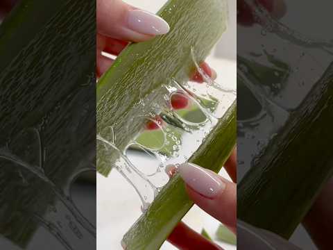 Aloe vera &