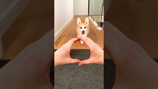 cute puppy gadget #corgi #puppy #funny #cutedog #pets